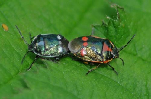 Eurydema oleracea
